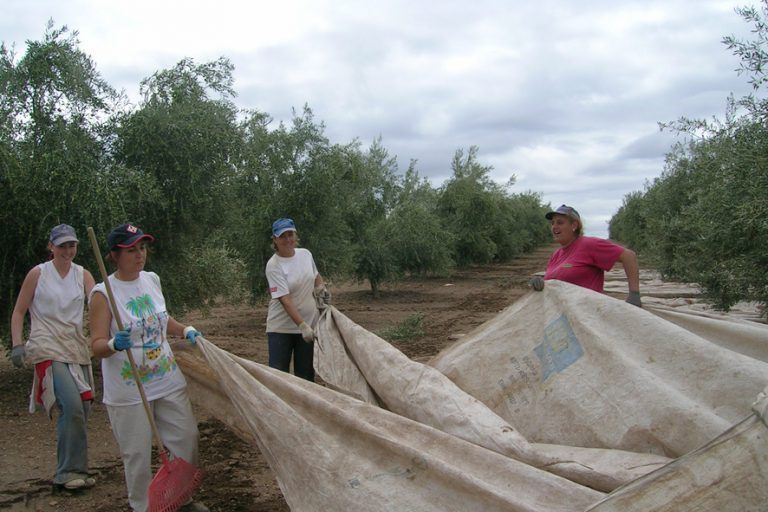 COAG Jaén exige a Hacienda una rebaja de los módulos proporcional al aumento de los costes de producción y que reflejen la situación sequía