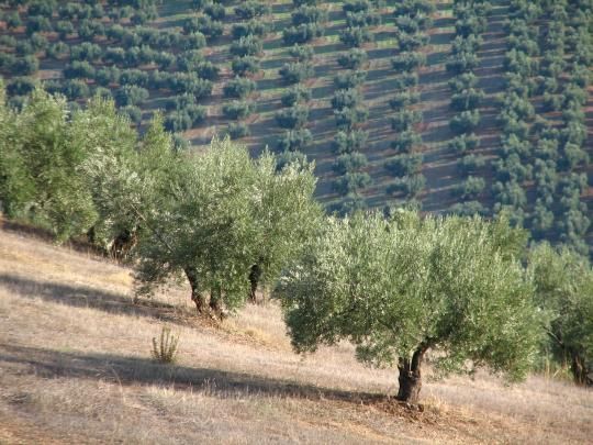 Coag Jaén valora positivamente el cambio de enfoque del programa sectorial del olivar