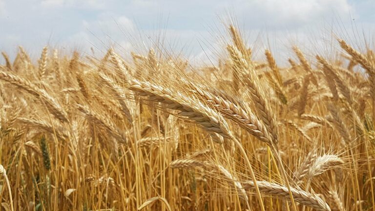 Comisión de Precios de la Lonja de Cereales y Oleaginosas de Sevilla