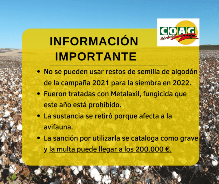 Información importante para la siembra de algodón