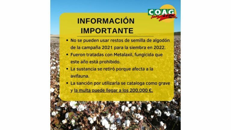Información importante para la siembra de algodón