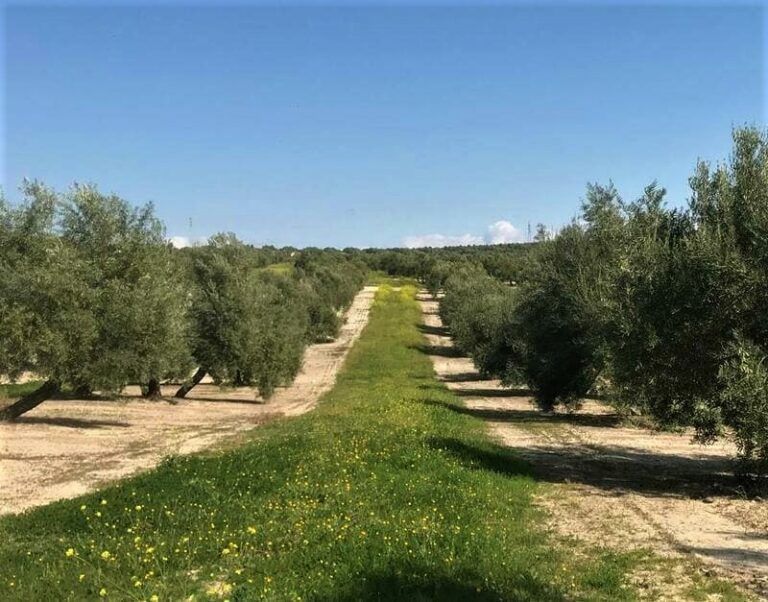 COAG Jaén califica de arbitrario y sin rigor técnico el nuevo decreto de reducción de módulos fiscales donde no se incluye el olivar jiennense