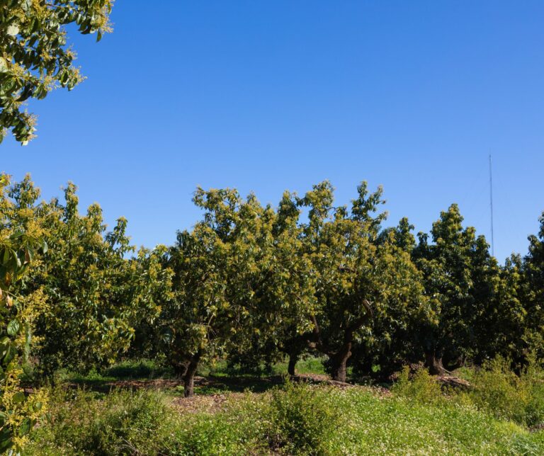 COAG Granada recibe con esperanza la reducción general del 25% para el sector agrario