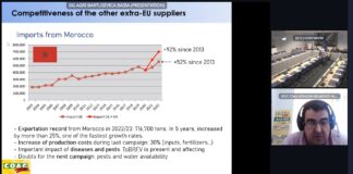 Los privilegios de la UE al agronegocio en Marruecos abocarían a España a ser importador neto de tomates en 2035