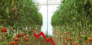 COAG Almería alerta de una bajada generalizada de los precios en hortícolas, en plena campaña