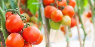 COAG participa hoy en las mesas de trabajo del Grupo Europeo del Tomate