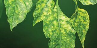 El Ministerio de Agricultura y Agroseguro eliminan la cobertura de virosis de cultivos bajo plástico para los nuevos agricultores y los jóvenes