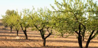 Dos de cada tres agricultores de Almería en conversión se quedan fuera de las ayudas de la Junta
