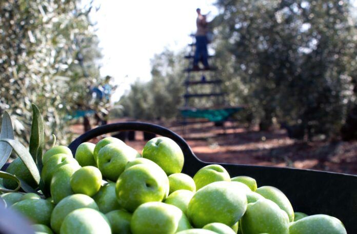 EL OLIVAR SEVILLANO Y SUS FRUTOS (002)