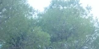 COAG Málaga se vuelca en la eliminación del primer nido de avispón asiático detectado en la provincia